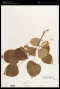 Tilia chinensis Maxim.