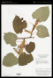 Tilia chinensis Maxim.