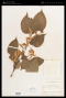 Tilia chinensis Maxim.