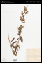 Swertia javanica Blume