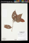 Miconia neomicrantha Judd & Skean