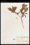 Melastoma polyanthum Blume