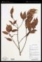 Ficus binnendykii (Miq.) Miq.