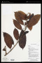 Ficus globosa Blume