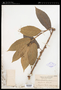 Ficus ulmifolia Lam.