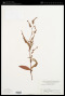 Polygonum lapathifolium L.