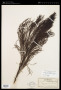 Exocarpos gaudichaudii A.DC.