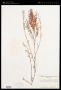Rumex hastatus D.Don