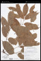 Protium polybotryum (Turcz.) Engl. var. polybotryum