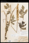 Actaea simplex (DC.) Prantl