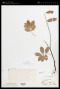 Derris laxiflora Benth.
