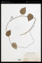 Stephania merrillii Diels