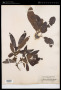Myrica salicifolia Hochst. ex A.Rich.