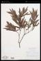 Myrica serrata Lam.