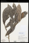 Polyalthia trochilia I.M.Turner