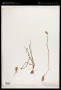 Aponogeton junceus Lehm. ex Schltdl.
