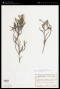 Calectasia grandiflora L.Preiss