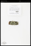 Usnocetraria oakesiana (Tuck.) M.J.Lai & J.C.Wei