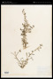 Coronopus didymus (L.) Sm.