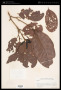 Litsea