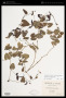 Aristolochia glauca Salisb.