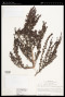 Myrothamnus flabellifolius Welw.