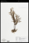 Pityrogramma calomelanos (L.) Link