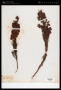 Cyclopia maculata (Andrews) Kies