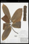 Enicosanthum acuminatum (Thwaites) Airy Shaw