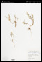 Alyssum parviflorum Fisch. ex M.Bieb.