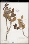 Diplycosia luzonica Merr.