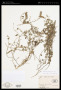 Tephrosia pumila (Lam.) Pers.