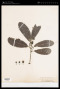 Brexia madagascariensis (Lam.) Thouars ex Ker Gawl.