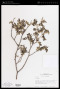 Dalbergia