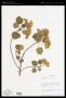 Dombeya triumfettifolia Bojer