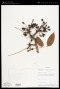 Commiphora pervilleana Engl.