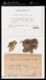 Macvicaria ulophylla (Steph.) Hatt.