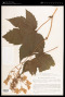 Filipendula kamtschatica (Pall.) Maxim.