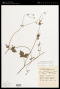 Sanicula elata Buch.-Ham. ex D.Don