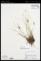 Carex nigra (L.) Reichard