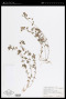 Trifolium dubium Sibth.