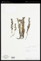 Boraginaceae