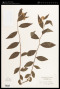 Spiraea japonica L.f.