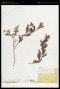 Spiraea japonica L.f.