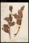 Gymnosporia spinosa (Griseb.) Loes.