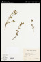 Acrotome hispida Benth.