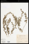 Lasiocorys capensis Benth.