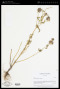 Leucas bracteosa Gürke