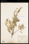 Meriandra bengalensis (Roxb.) Benth.
