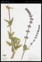 Nepeta apuleii Ucria